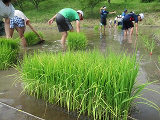 田植え