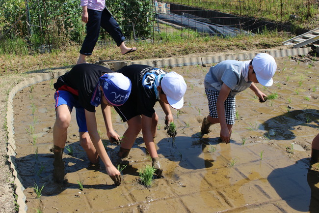 田植え