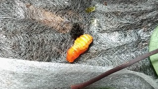 6月さなぎ化