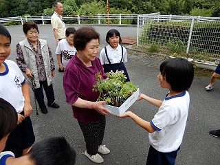 7月ビラ苗３