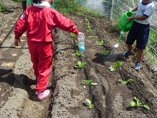 9月野菜２