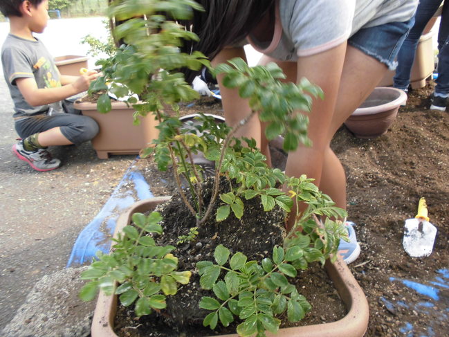 ハマナスの植えかえ 大田市小中学校教育サイト