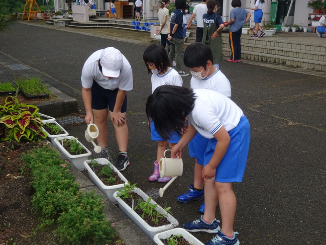 人権の花１