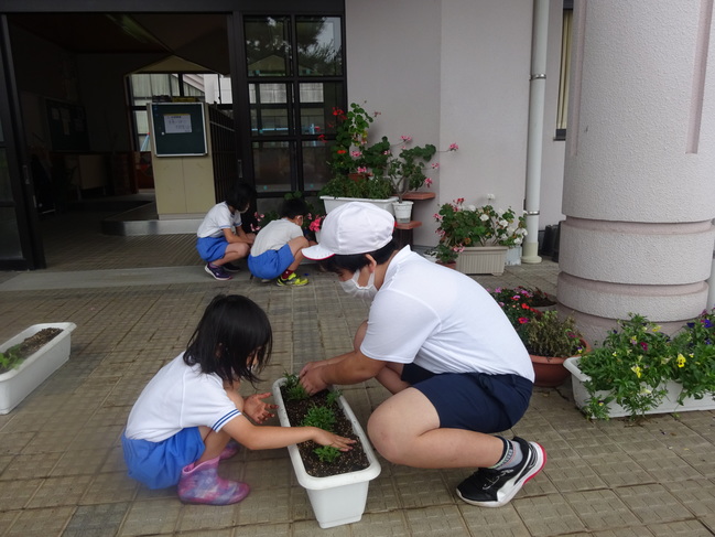 人権の花３