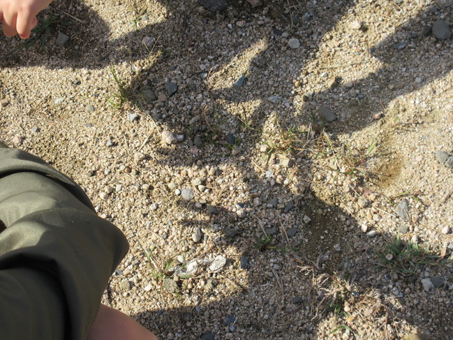 ９月２８日 かげ遊び 大田市小中学校教育サイト