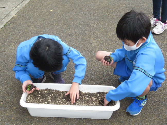 苗植え