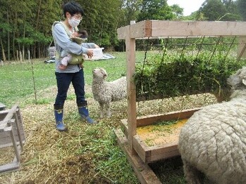 かわいいな 元気いっぱいの羊さんたち 大田市小中学校教育サイト