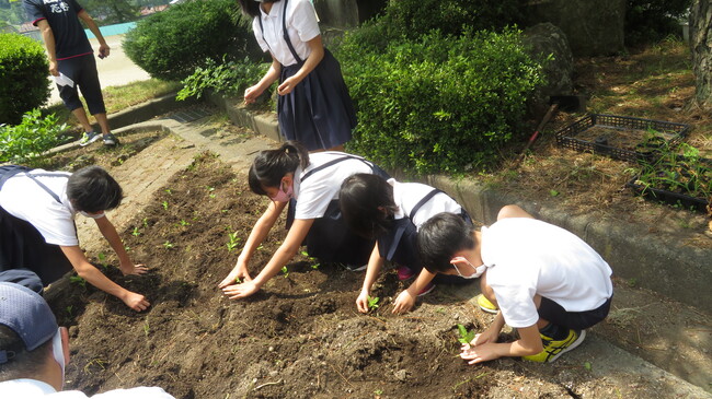0623人権の花の苗の植え替え２