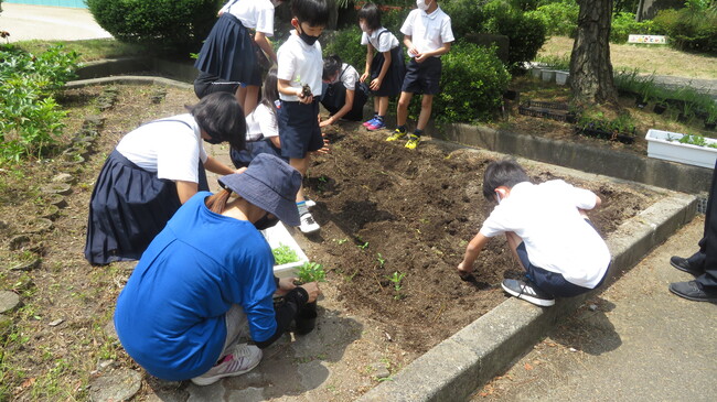 0623人権の花の苗の植え替え３