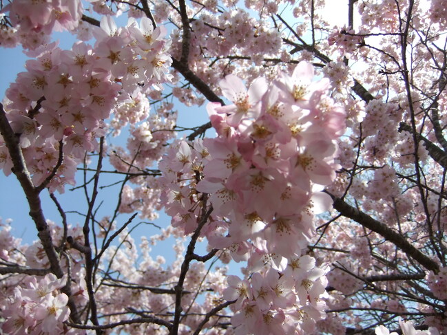 sakura