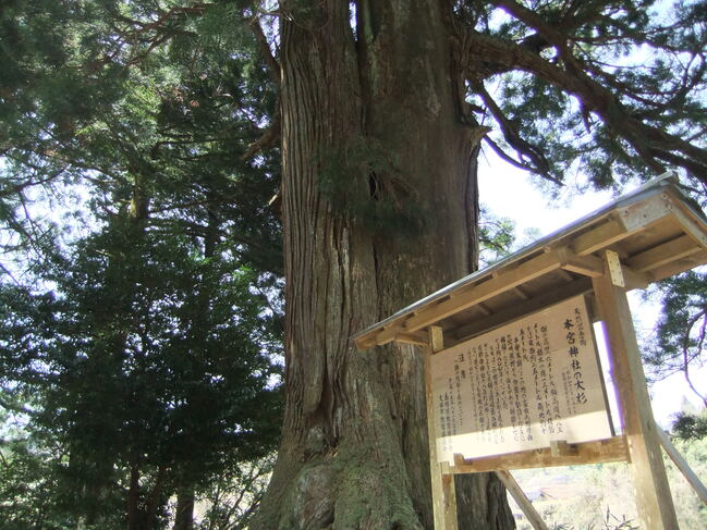 杉