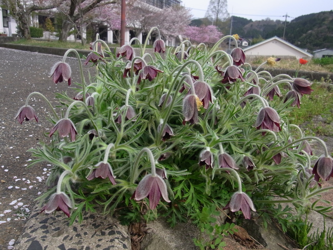 hana1