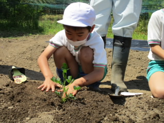 苗植え