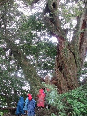 高原の椎の木