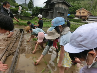 田植え