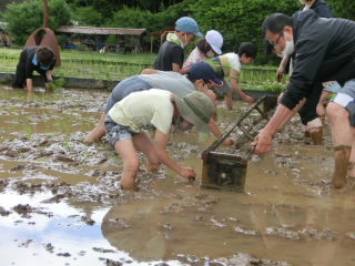 田植え