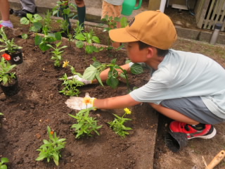 苗植え