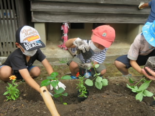 苗植え