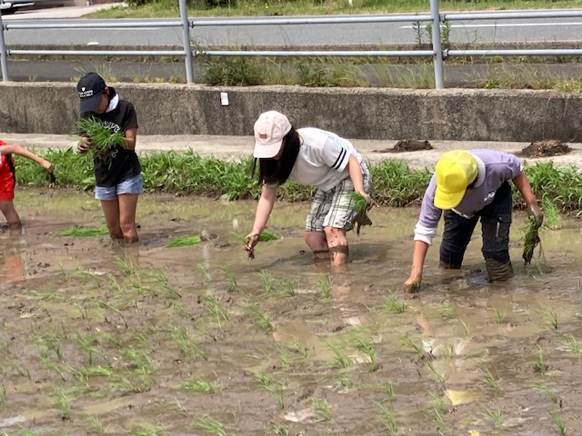 田植え