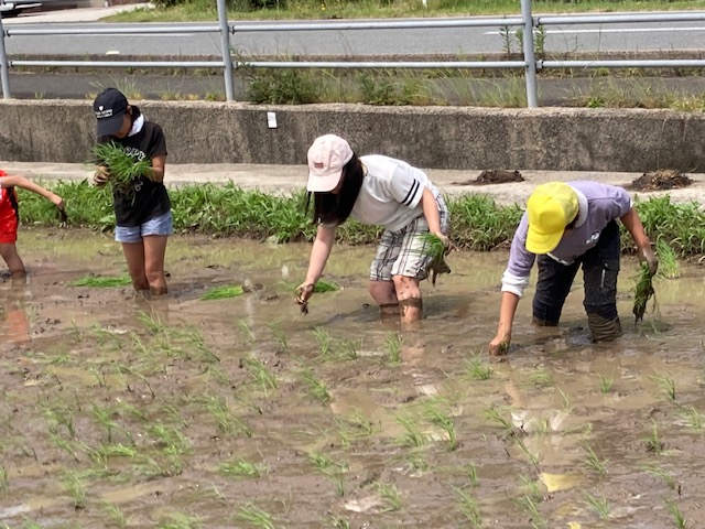 田植え