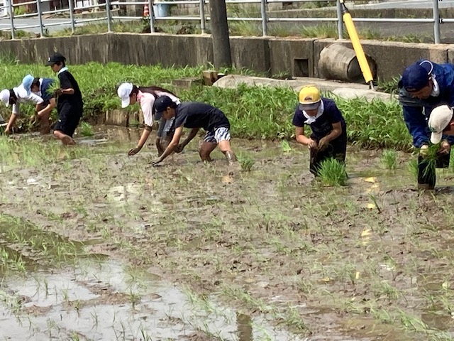 田植え