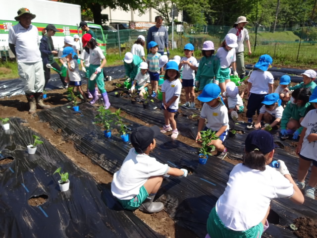 苗植え