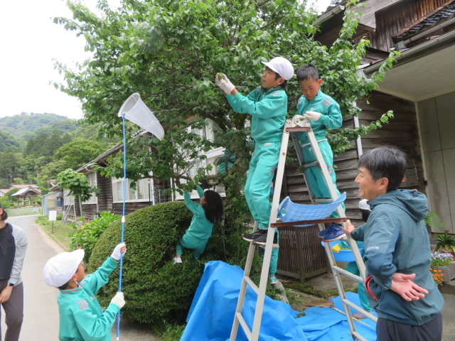 梅採り