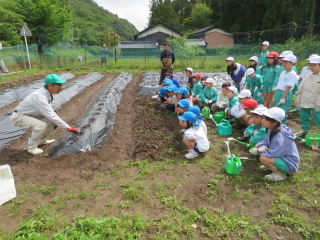 苗植え