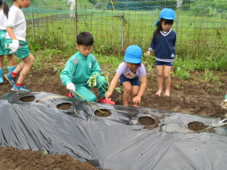 苗植え