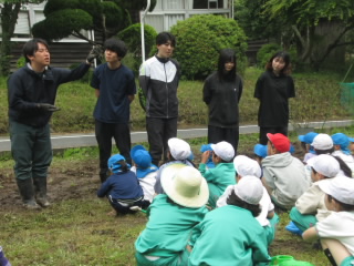 苗植え