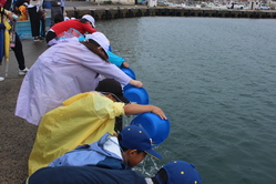 ヒラメ放流