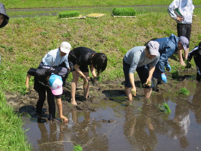 田植え