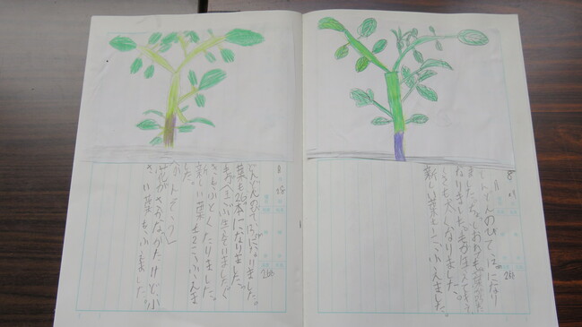 観察日記