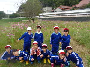 コスモス５
