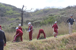 ハマナス