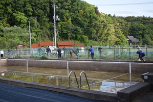 プール草刈り３