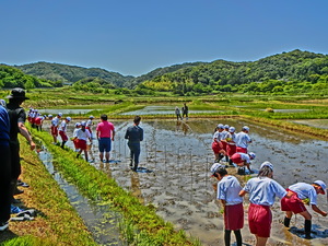 田植え