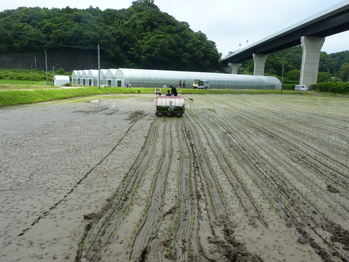 田植え
