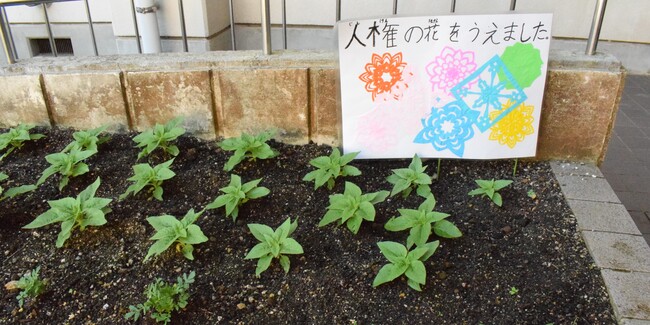 人権の花