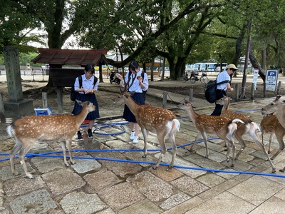 鹿２