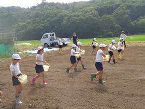 コスモス５