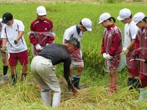 稲刈り