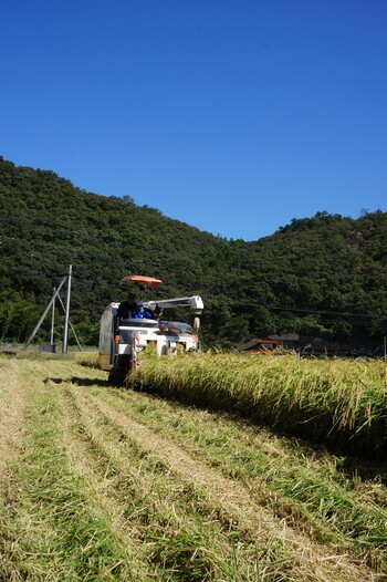 稲刈り