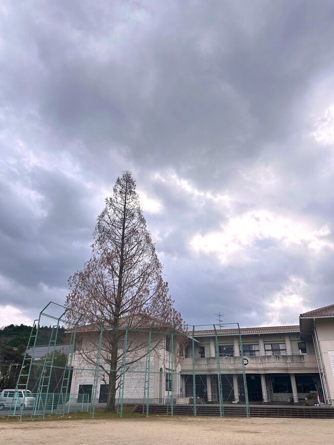 1/1メタセコイア