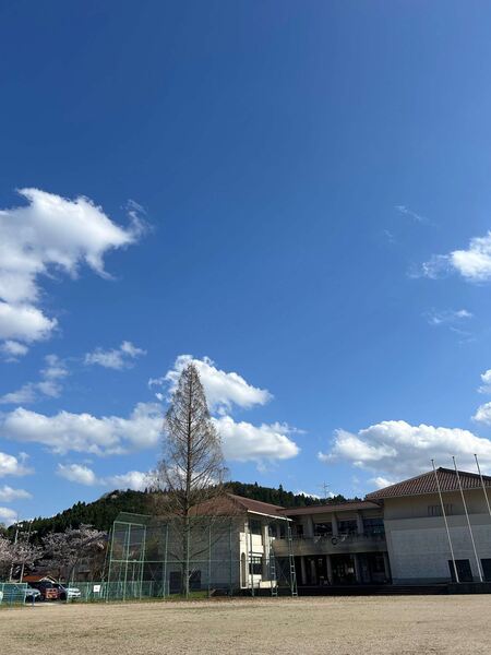 メタセコイア