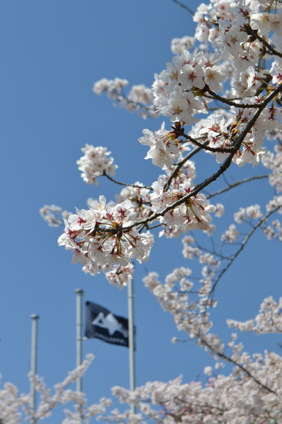 桜と校旗