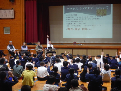 ハマナス１