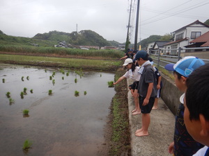 田植え2