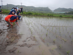 田植え3