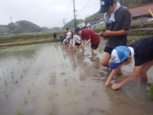 田植え4